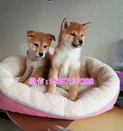 黄石哪里有卖秋田犬宠物店黄石日本秋田犬多少钱