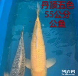  进口锦鲤,小西介子,丹顶五色
