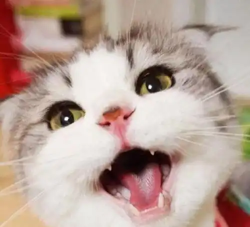  请不要再养折耳猫了,没有买卖就没有伤害