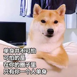  520专属猫咪情侣,错过等一年