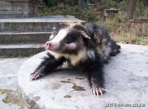  狼獾猪獾狗獾,这些动物你都能分得清吗