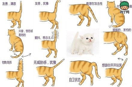  猫摇尾巴什么意思猫的姿体语言及喜怒哀乐