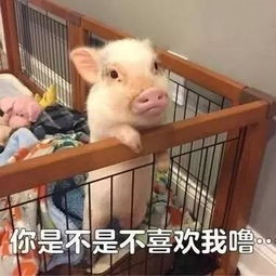  还在说猪脏看完这个或改变你对猪的看法