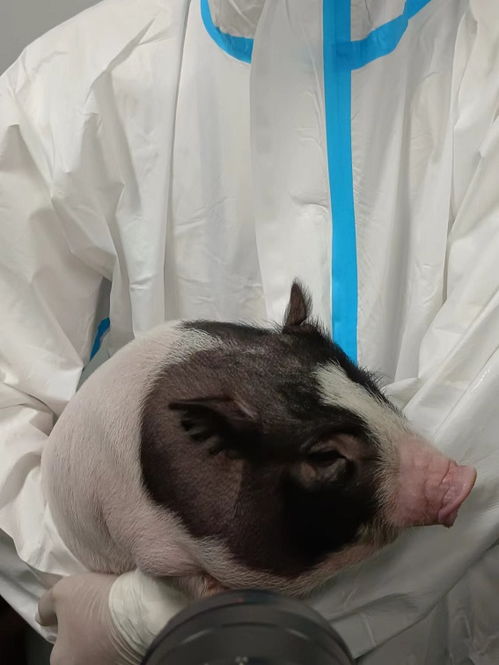  中国首家异种大器官移植医用猪培育基地在内江竣工