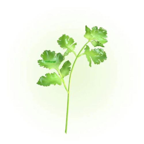  简单干净的食物微信头像