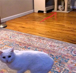  新来的兔子欺负猫,猫窝被抢后猫咪求助主人你不管我就哭给你看