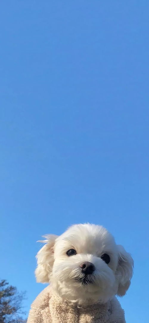  100张精选愚人节头像和壁纸,少一张你打我
