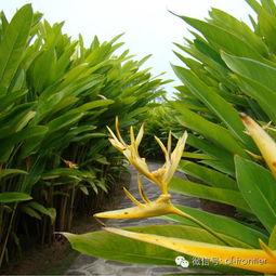  收藏植物设计师常用的地被草花之精品图文,值得拥有