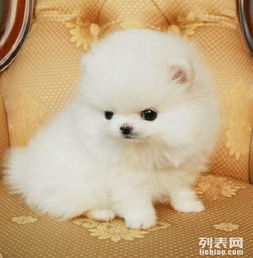  小型犬博美价格纯种球体白黄色博美公母均有