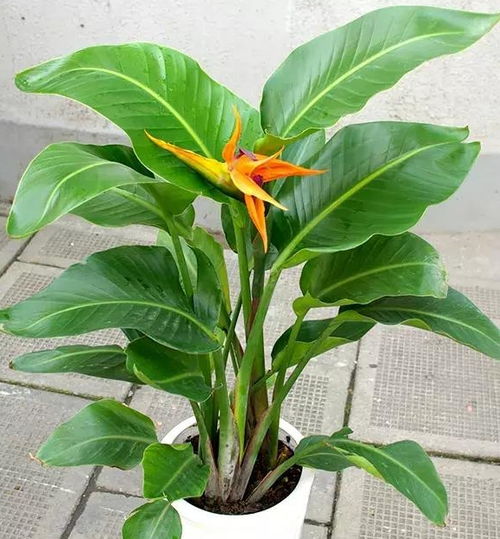  家居绿植你都知道吗轻松一养,让你的家提高一个档次