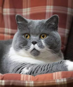  英国短毛猫你以为我只是蓝胖子不,我还是白胖子红胖子奶油胖子银胖子