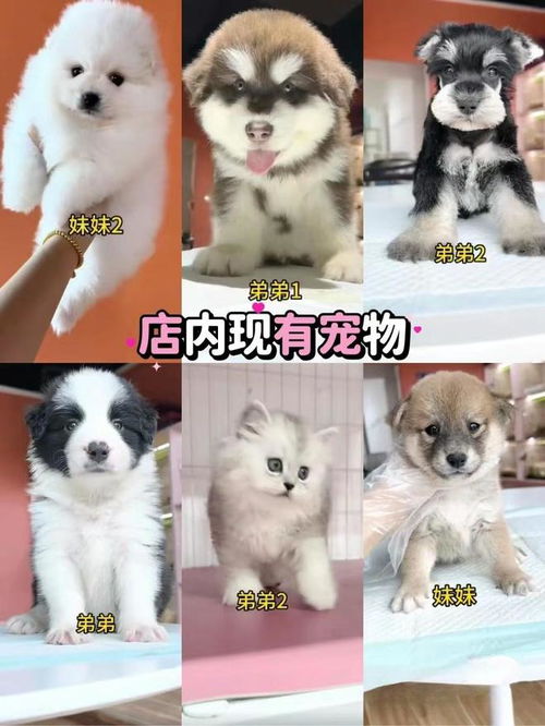  成都在哪买宠物靠谱,成都买宠物猫狗哪比较安全,这里值得信赖