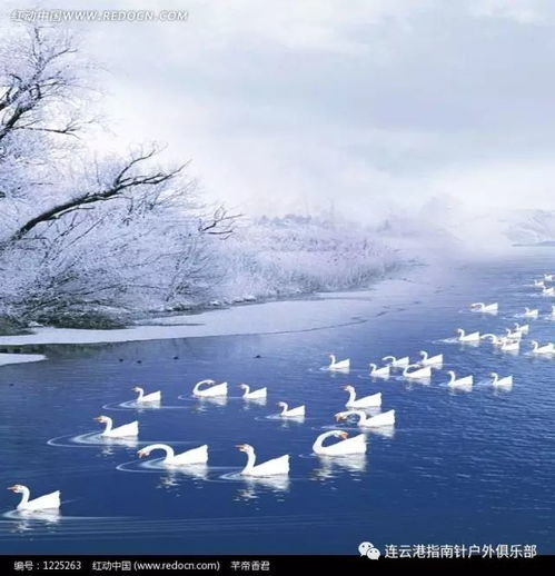  1月1213号东方天鹅湖360度全景空中温泉5星海景房胶东海草房2天纯玩299人0购物0自费