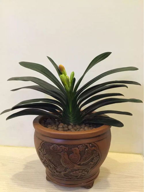  君子兰花苞在叶子里躲猫猫赶紧上这猛招,几天就呼呼催出大花头