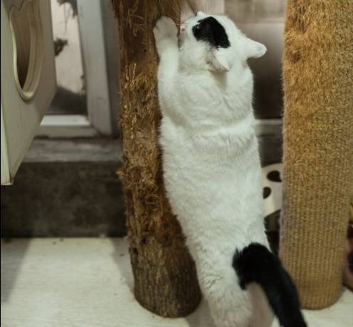  你家猫心情不好的时候会打猫么