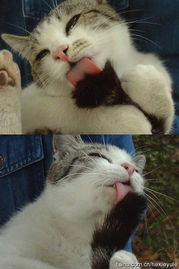  猫万花筒