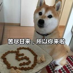  可爱逗比的汪星人表情包头像都微信头像我要个性网