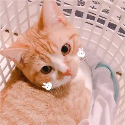 可爱萌猫情侣头像,命里有时终需有不要在意 可爱萌猫情侣头像,命里有时终需有不要在意