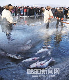  长岭湖冬捕头鱼拍出51888元