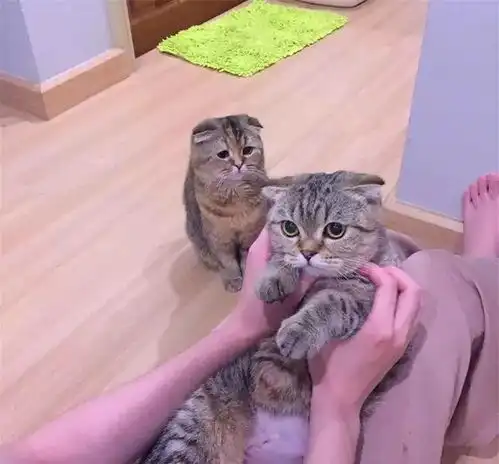  猫咪本喵受到的委屈,没有人会知道