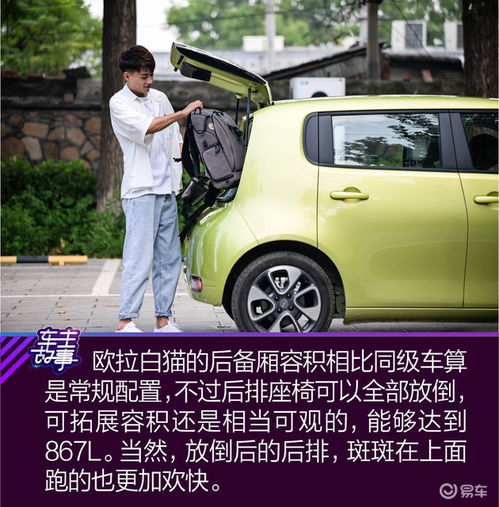  猫系青年的欧拉白猫深度吸猫指南