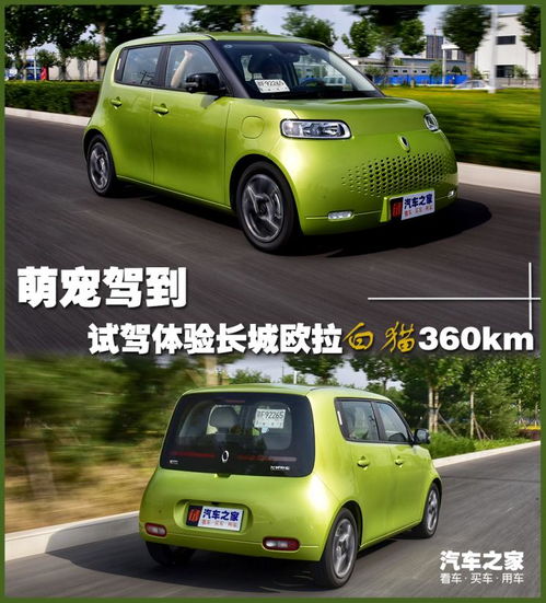 白猫图片头像长城欧拉
