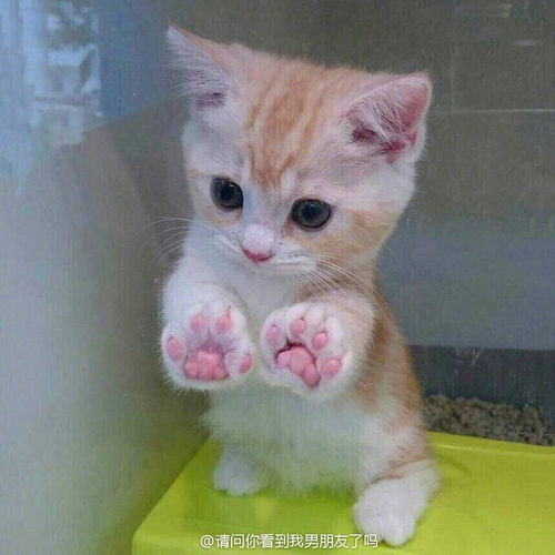  来分享可爱了