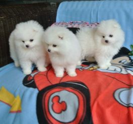  极品博美犬活泼可爱品相完美生命力旺盛有售