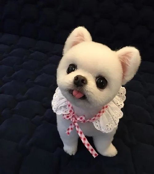  如何给博美等小型犬梳理毛发