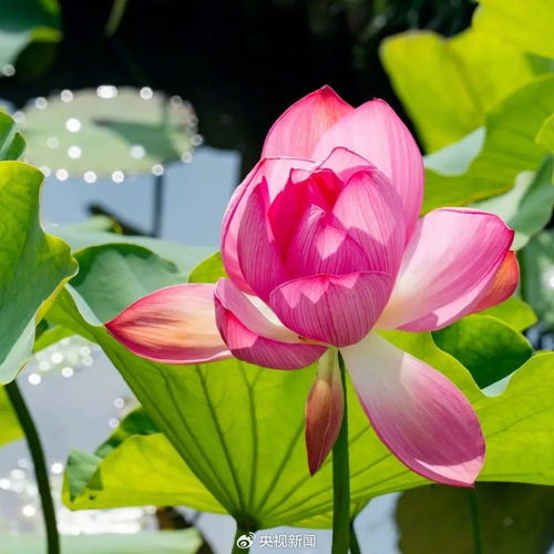  祝你荷荷美美,好运莲莲