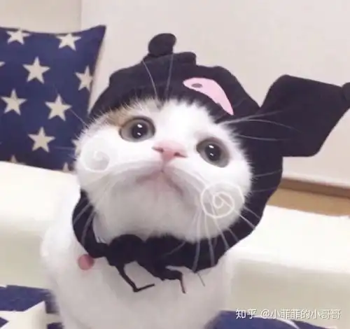  猫咪流清鼻涕自己能好吗