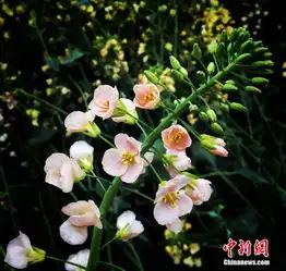  四川彩色油菜花次第开放菩萨仙女吸睛7