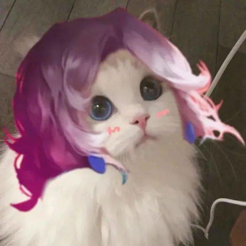  王者荣耀猫咪头像,有你的本命英雄吗