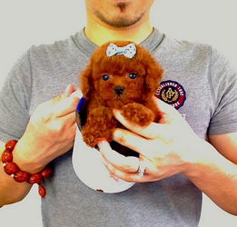  纯种泰迪犬玩具泰迪犬茶杯泰迪犬灰色泰迪幼犬