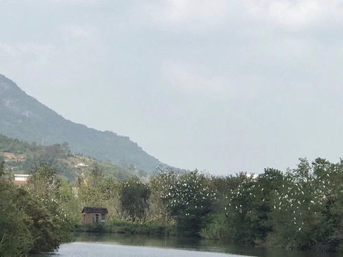  紫金这里不得了又迎来北雁南归,景色美翻了