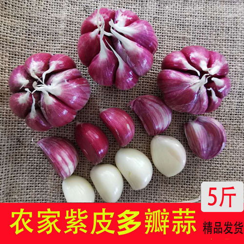  紫皮大蒜新鲜现挖大蒜头批发10斤5斤2斤红皮嫩蒜可腌糖蒜新鲜蔬菜