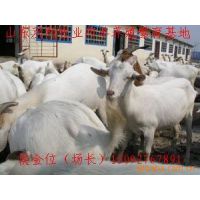  优质肉羊专题中国供应商