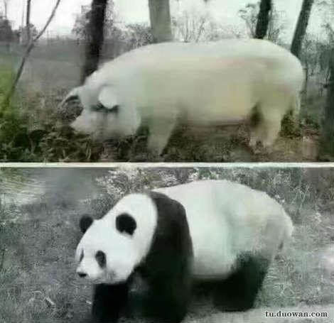  嘉居卫浴丨熊猫和猪体型差不多,为什么一个被宠,一个被捅
