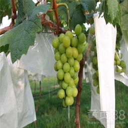  白鸡心葡萄苗诚信商家白鸡心葡萄苗1年嫁接苗价格-黄页88网