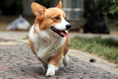  狗狗大便发绿偏软