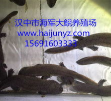  黄页88高清图片