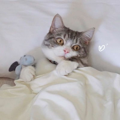  猫咪情头,动物也是有灵性有爱的