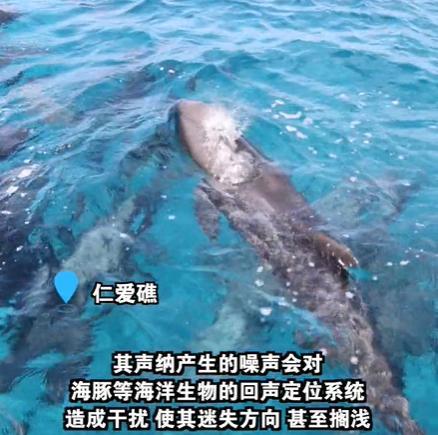 绿头鱼头像高清东西