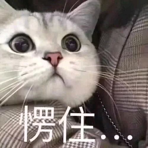  沙雕表情包动物头