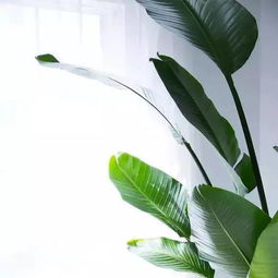  想把家变成小森林你需要知道这些网红植物