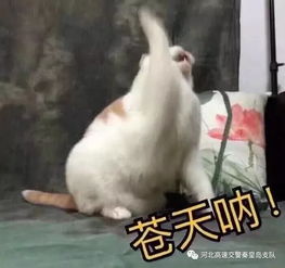 非营运车拉载学生你们的良心不会痛吗