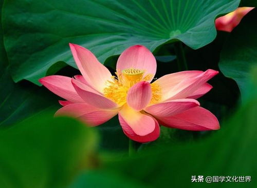  禅心古韵,最美禅语诗