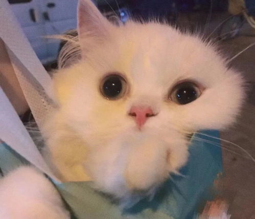  袋子里长猫啦,快来接收