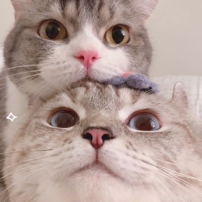 动物头像大全简笔画情头