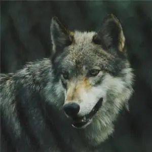  狼